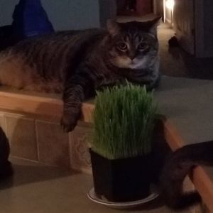 Meet your Posher, Carol